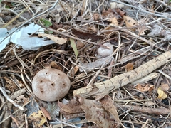 Myriostoma coliforme