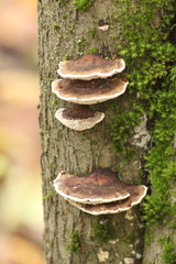 Daedaleopsis confragosa