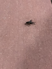 Gryllodes sigillatus