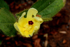 Hibiscus aethiopicus