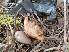 Myriostoma coliforme