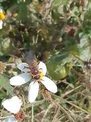 Xanthocampsomeris completa