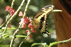 Heraclides cresphontes