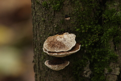 Daedaleopsis confragosa