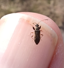 Pseudopachybrachius basalis