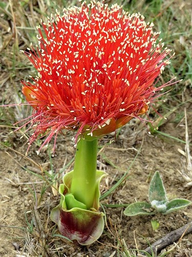 Scadoxus puniceus image