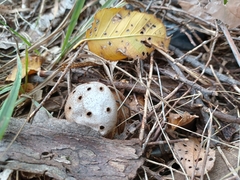 Myriostoma coliforme