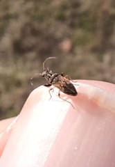 Pseudopachybrachius basalis