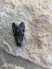 Melipotis jucunda