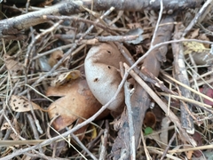 Myriostoma coliforme