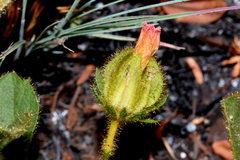 Hibiscus aethiopicus