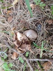 Myriostoma coliforme