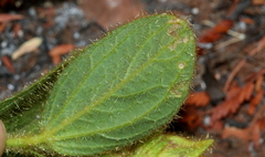 Hibiscus aethiopicus