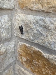 Melipotis jucunda