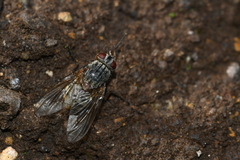 Muscina stabulans
