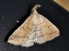Pechipogo plumigeralis
