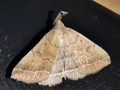 Pechipogo plumigeralis