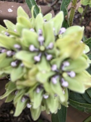 Asclepias viridis