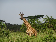 Giraffa camelopardalis tippelskirchi