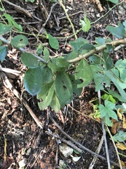 Pereskiopsis kellermanii