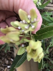 Asclepias viridis