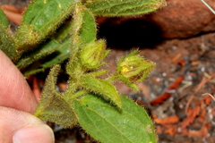 Hibiscus aethiopicus