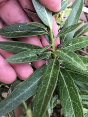 Asclepias viridis