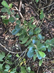 Pereskiopsis kellermanii