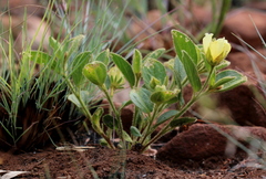 Hibiscus aethiopicus