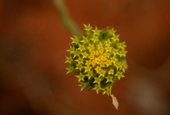 Lasiosiphon sericocephalus