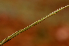 Lasiosiphon sericocephalus