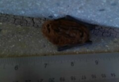Nycticeius humeralis