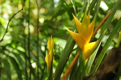 Heliconia caribaea