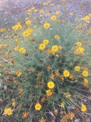 Thymophylla pentachaeta