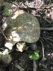 Rhinoclemmys rubida rubida