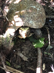 Rhinoclemmys rubida rubida