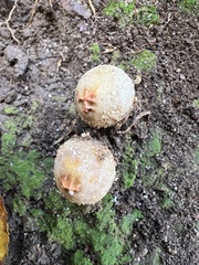 Calostoma ravenelii