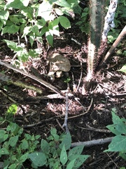 Rhinoclemmys rubida rubida