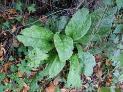 Pentaglottis sempervirens