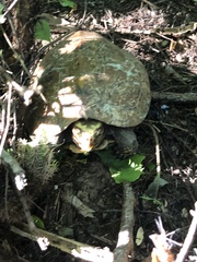 Rhinoclemmys rubida rubida