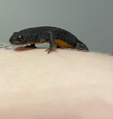 Ichthyosaura alpestris alpestris