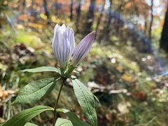 Gentiana saponaria