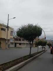 Leptospermum scoparium