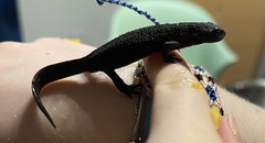 Ichthyosaura alpestris alpestris