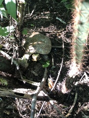 Rhinoclemmys rubida rubida