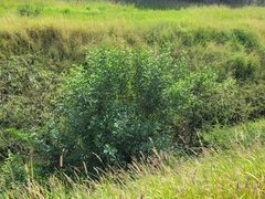Schinus terebinthifolia