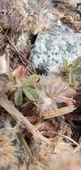 Trifolium arvense