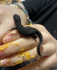 Ichthyosaura alpestris alpestris