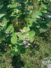 Calotropis gigantea