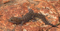 Pachydactylus capensis
